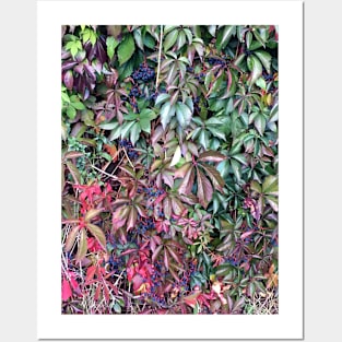 Virginia Creeper Posters and Art